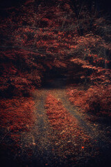 Autumn woods