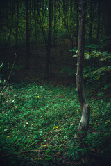 Autumn woods