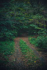 Autumn woods