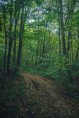 Autumn woods