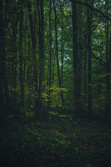 Obraz premium Autumn woods