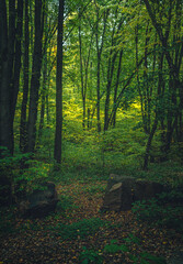 Autumn woods