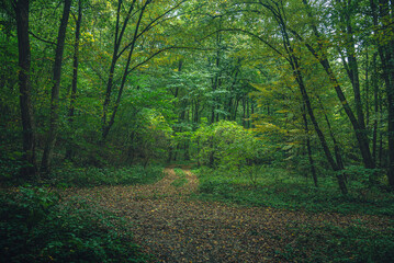 Autumn woods