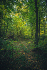 Autumn woods