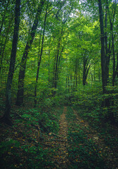 Obraz premium Autumn woods