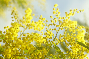 Sunlit globular bright yellow mimosa flowers on a branch. Flora on the Montenegrin coast in early spring: the famous Acacia dealbata in bloom in Herceg Novi. The evergreen southern tree is blooming.