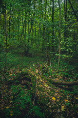 Autumn woods