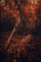 Autumn woods