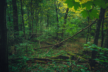 Autumn woods