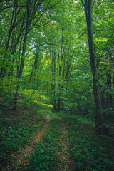 Autumn woods