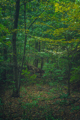 Autumn woods