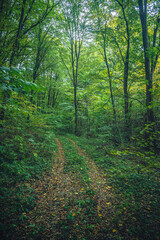 Autumn woods