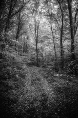 Autumn woods