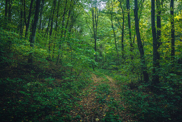 Autumn woods