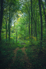 Autumn woods