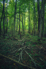 Autumn woods