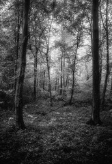 Autumn woods