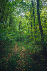 Autumn woods