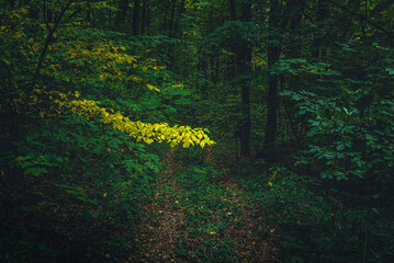 Autumn woods