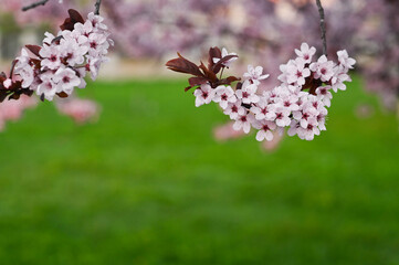 a blooming twig of wild cherry sargent.