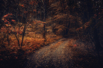 Autumn woods
