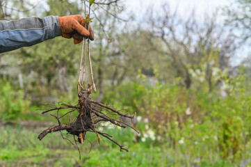 a dug-out cherry root in your hand.
