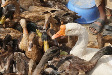 A flock of colorful ducks is up for sale in a market, A group of young ducks on a farm, Traditional duck farming in rural Asia