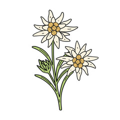 Edelweiss flower symbol Alps