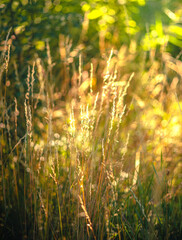 Spring nature
