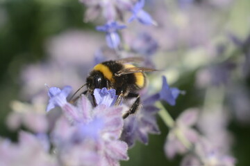 A bumblebee collects nectar on purple-blue flowers  salvia yangii