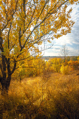 Fototapeta premium Autumn landscape on river