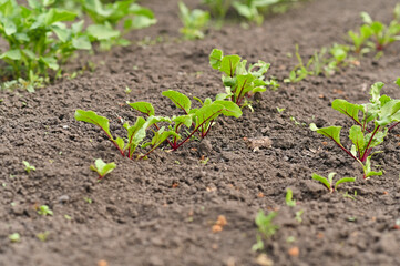 beet seedlings are grown in rows in the garden