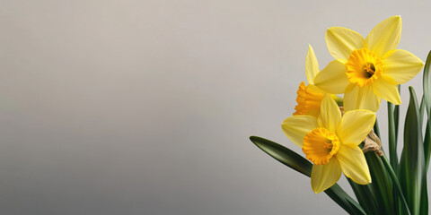 Fototapeta premium Floral banner with daffodils and copy space