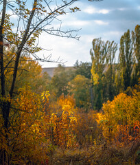 Autumn woods