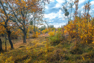 Fototapeta premium Autumn woods