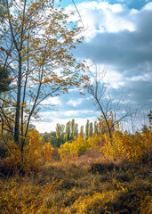 Autumn landscape on river