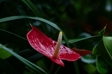 Summer Concept, Beautiful Blooming Red Flowers, Flamingo flower, Anthurium scherzerianum