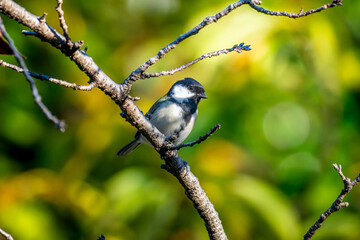 枝にとまるシジュウカラ