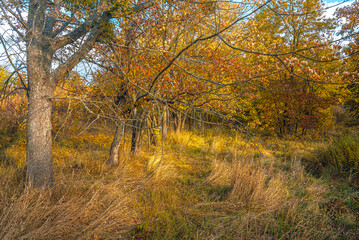 Obraz premium Autumn landscape on river