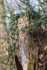 Gros plan sur une vieille souche, marquée par le temps