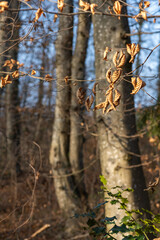 Fototapeta premium Lumière d'hiver au cœur de la forêt, entre ombre et silence