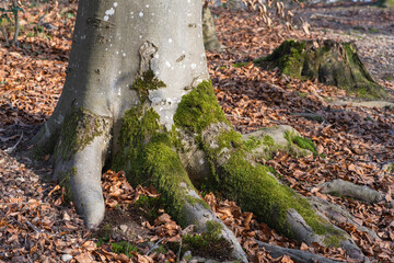 Au pied de l'arbre vénérable, témoin des âges