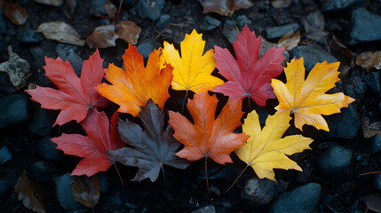 Autumn maple leaves arranged on dark stones, outdoor fall scene, nature background, seasonal design