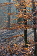 Lumière d'hiver au cœur de la forêt, entre ombre et silence