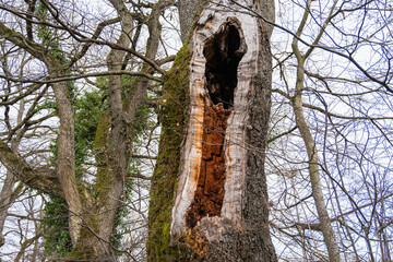 Vieux tronc de chêne, cœur rongé
