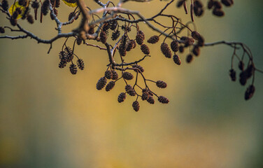 Nature beauty
