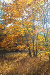 Fototapeta premium Autumn woods