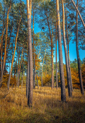 Autumn woods