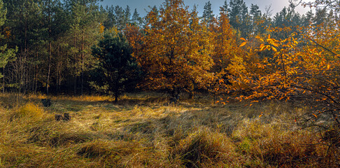 Autumn woods