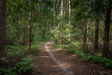 Obraz premium Autumn woods